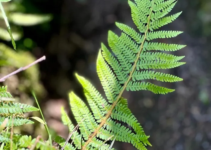 Chalet Aveleira Ecocasa Melgaço